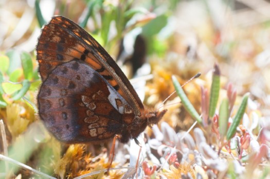 Frigga Fritillary
